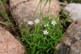 Stellaria brachypetala