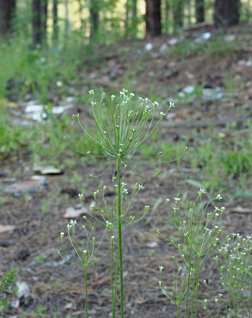 Image of Androsace septentrionalis specimen.