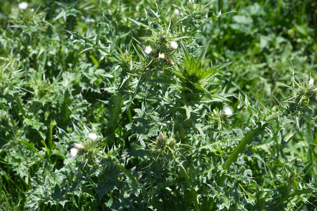 Изображение особи семейство Asteraceae.