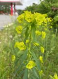 Euphorbia virgata. Верхушка цветущего растения. г. Санкт-Петербург, Выборгский р-н, Поклонная гора, газон возле тротуара. 17.06.2022.