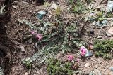 Oxytropis lasiocarpa