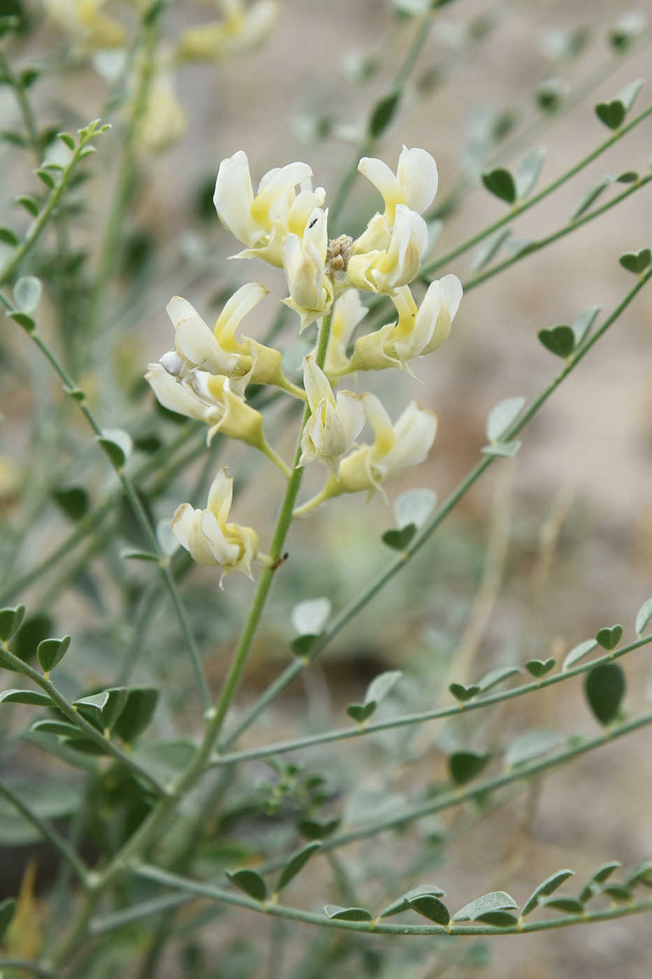 Image of Ammothamnus lehmannii specimen.