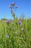 Lactuca tatarica