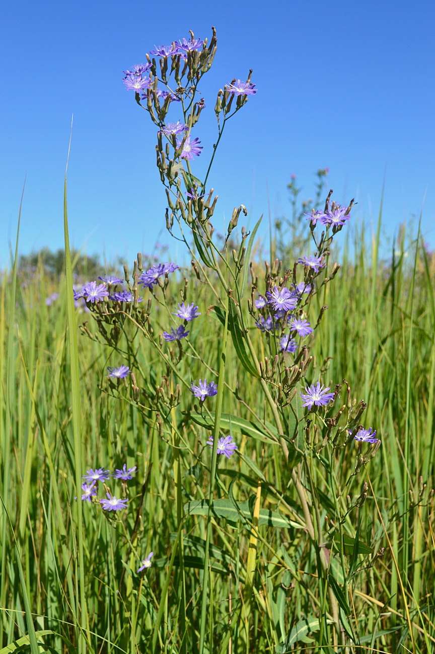 Image of Lactuca tatarica specimen.