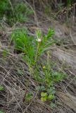 Cerasus fruticosa. Молодое цветущее растение в сообществе с Ranunculus polyrhizos. Башкортостан, Зилаирский р-н, Верхнегалеевский сельсовет, окр. дер. Верхнегалеево, долина р. Сакмара, склон каменистого холма. 30 апреля 2022 г.