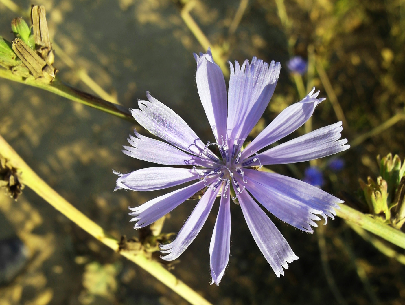 Image of Cichorium intybus specimen.