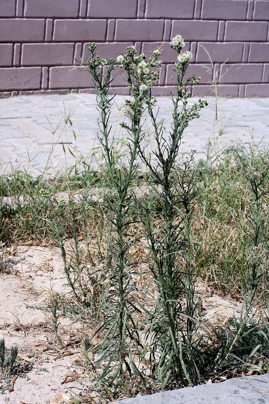 Image of Conyza bonariensis specimen.