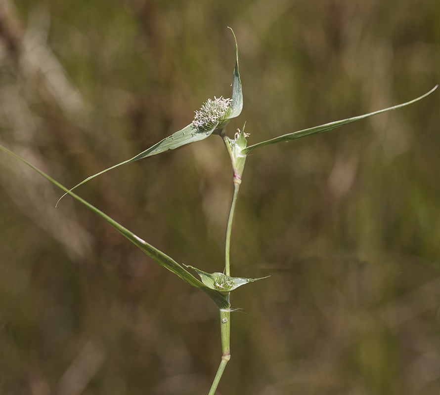Image of Crypsis aculeata specimen.