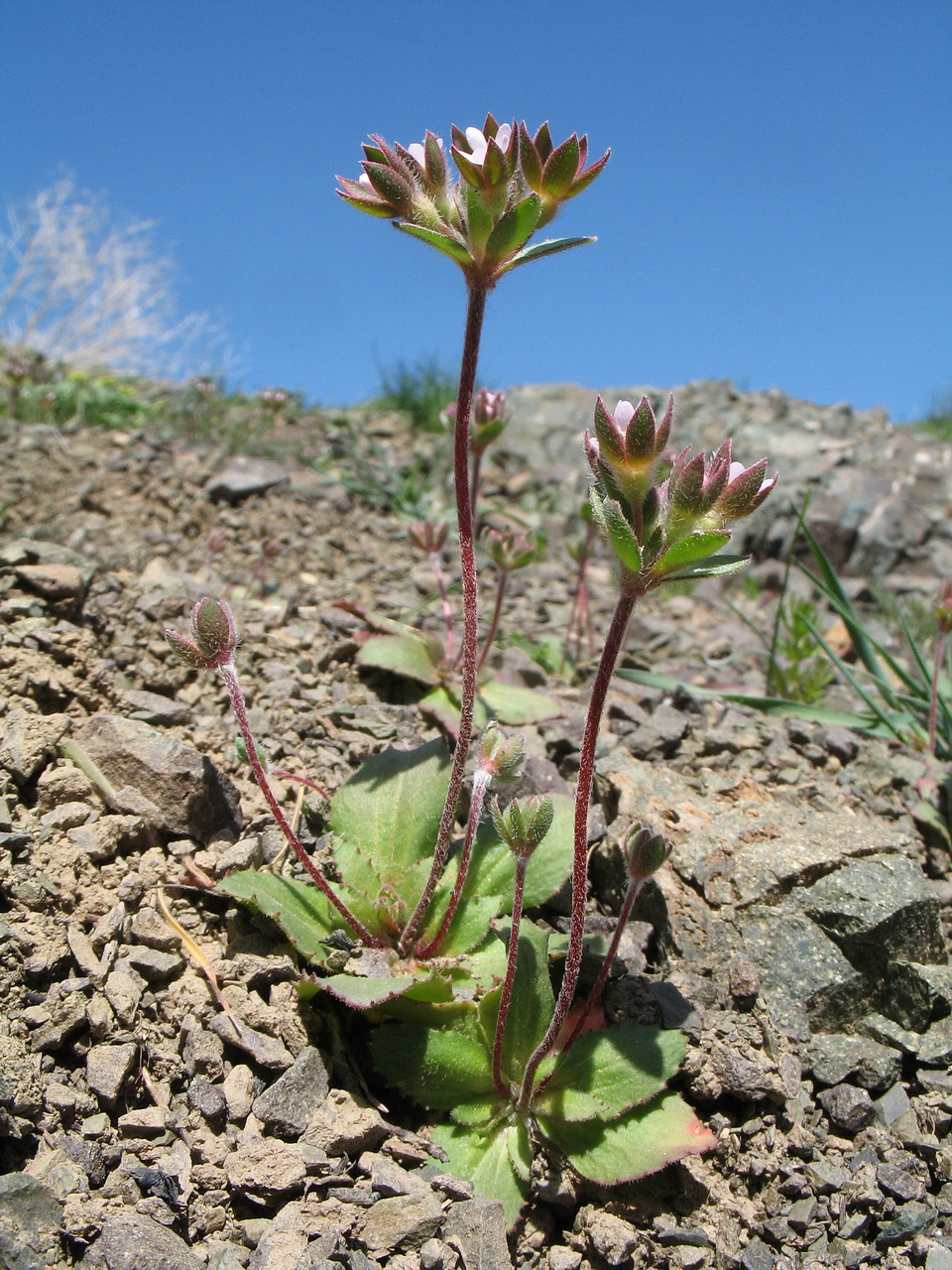 Image of Androsace maxima specimen.