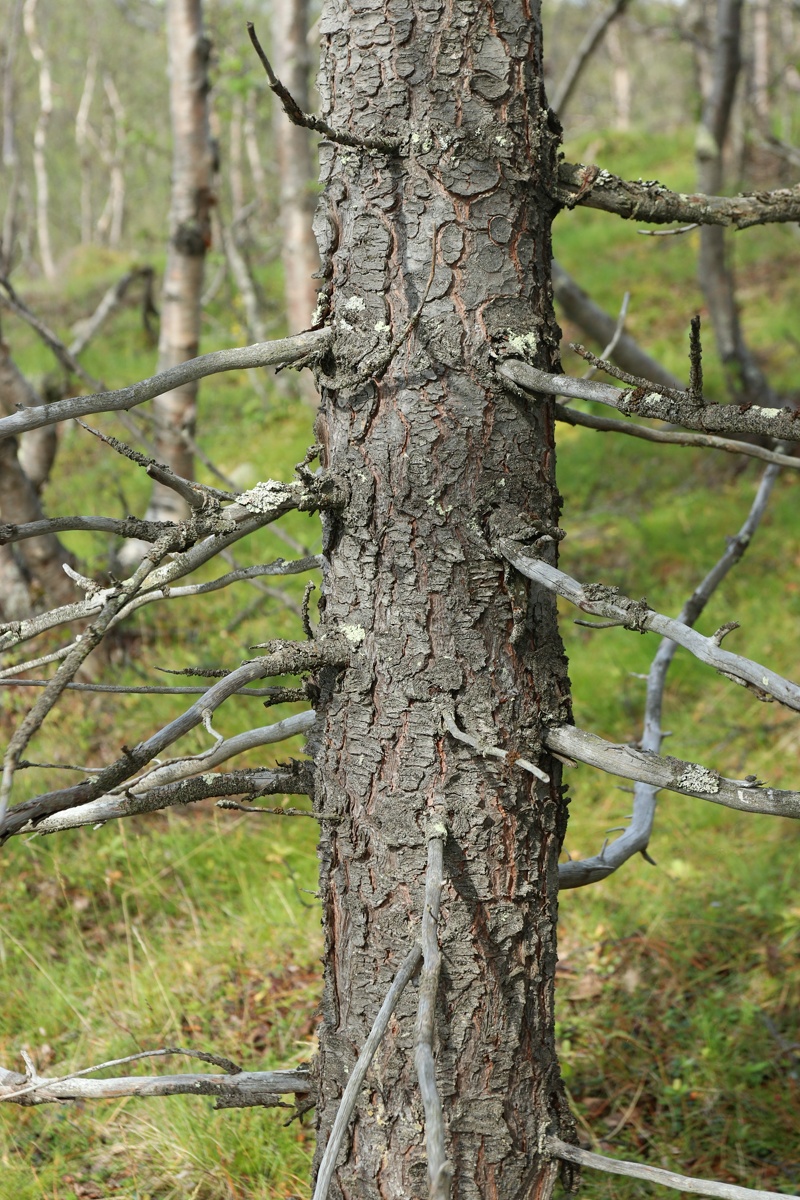 Изображение особи Pinus sibirica.