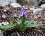 Orchis anatolica