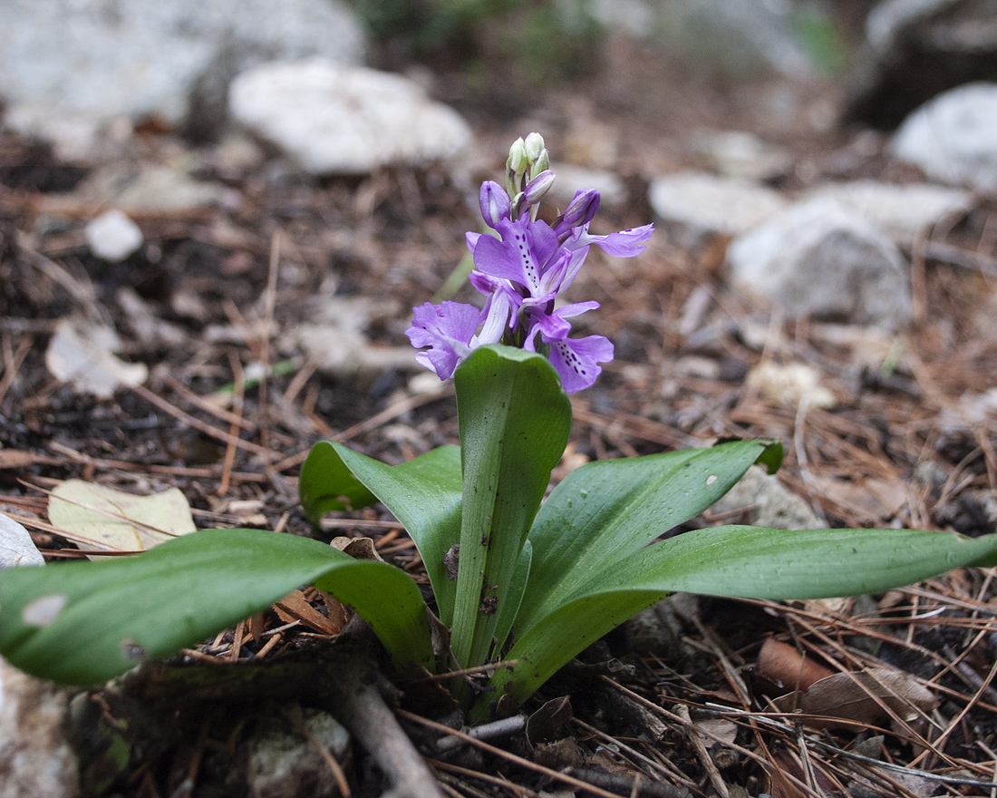 Изображение особи Orchis anatolica.