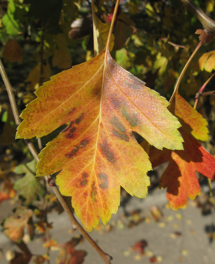 Image of Crataegus × media specimen.