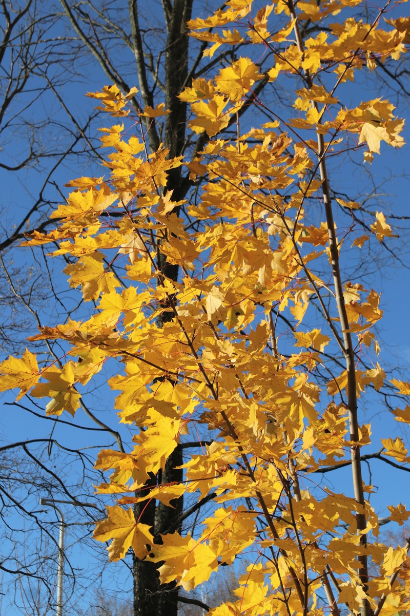 Image of Acer platanoides specimen.