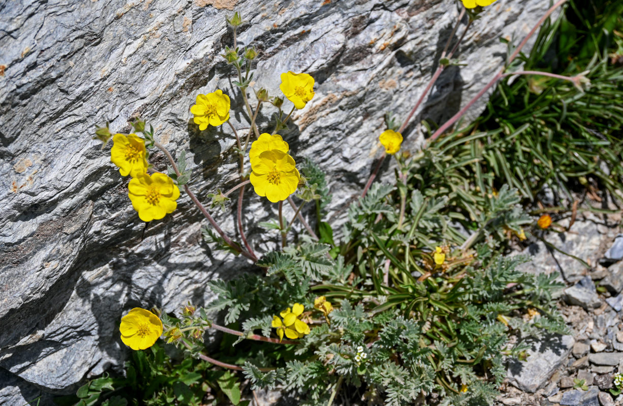 Изображение особи Potentilla pamiroalaica.