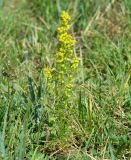 Artemisia palustris. Цветущее растение. Иркутская обл., Усть-Ордынский р-н, окр. пгт Усть-Орда, долина р. Куда, песчаный холмистый луг между рекой и дорогой. 08.08.2022.