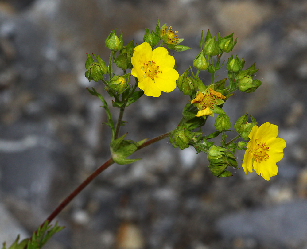 Изображение особи Potentilla acervata.