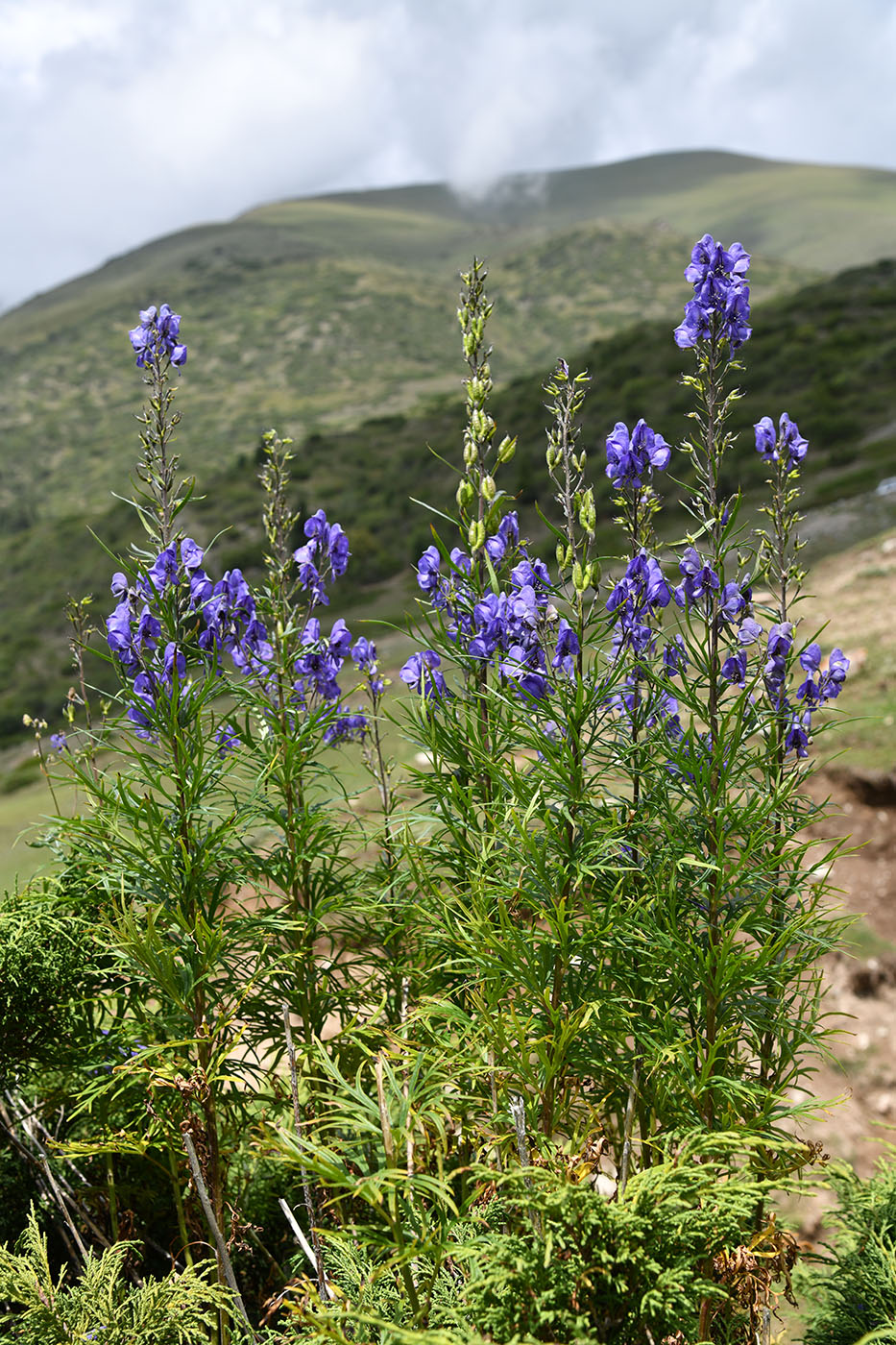 Изображение особи Aconitum karakolicum.