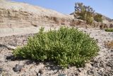 Halogeton glomeratus