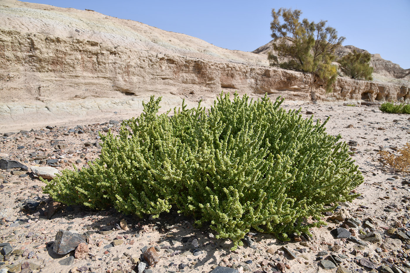 Изображение особи Halogeton glomeratus.