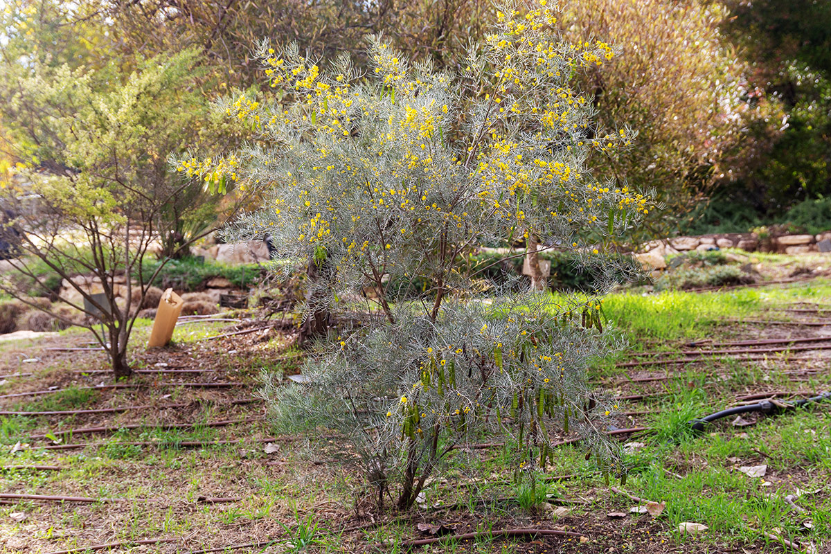 Image of Senna artemisioides specimen.