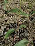 Veronica spicata подвид paczoskiana. Нижняя часть генеративного побега. Алтайский край, окр. г. Барнаул, Барнаульский ленточный бор, опушка соснового леса. 18.08.2009.