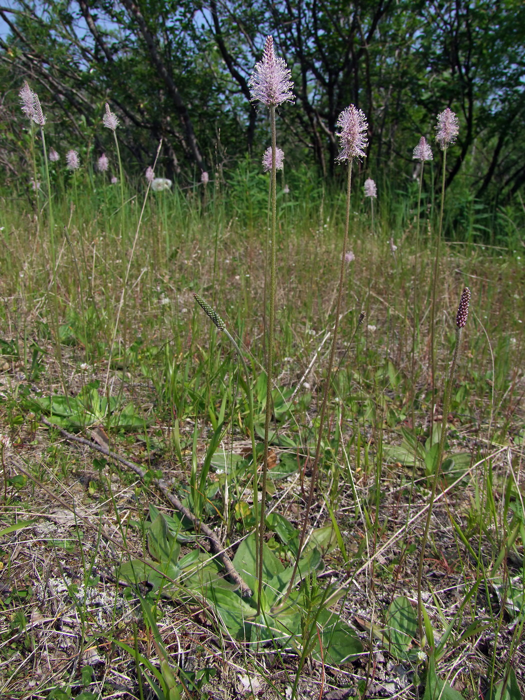 Изображение особи Plantago media.