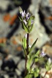 Gentianella turkestanorum. Верхушка цветущего растения. Южный Казахстан, Таласский Алатау, ущелье Коксай, высота 2600 м н.у.м. 20.07.2010.