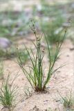 Juncus articulatus. Отцветшее(?) растение. Ленинградская обл., Кингисеппский р-н, окр. дер. Урмизно, берег Финского залива, песчаный пляж. 08.08.2021.