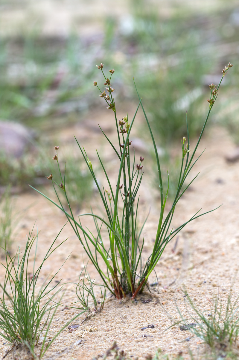 Изображение особи Juncus articulatus.