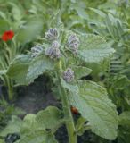 Borago officinalis. Верхушка растения с развивающимеся соцветиями. Пермский край, г. Пермь, Кировский р-н, клумба у жилого дома. 02.07.2022.