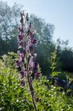 Aconitum septentrionale. Соцветие с цветками и завязями. Пермский край, Чусовской городской округ, окр. пос. Мыс, долина р. Усьва, заросшая злаками (Poaceae) береговая терраса. 10 июля 2022 г.