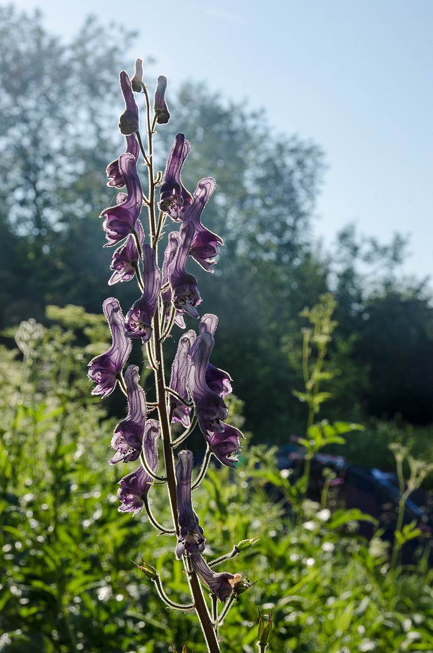 Изображение особи Aconitum septentrionale.