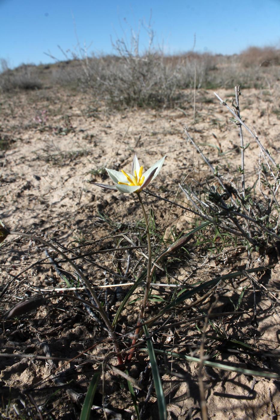 Image of Tulipa buhseana specimen.