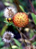 Gaillardia aristata