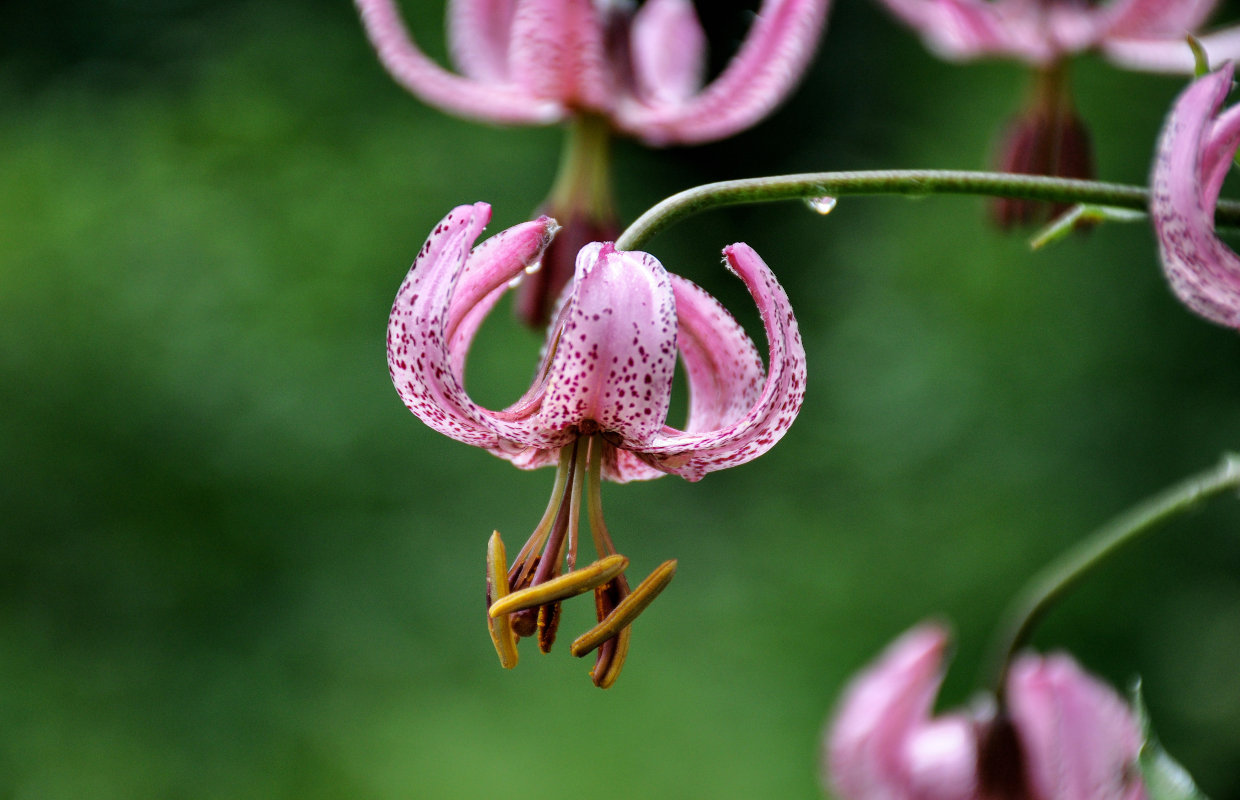 Image of Lilium pilosiusculum specimen.