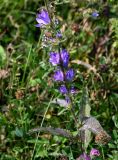 Campanula glomerata