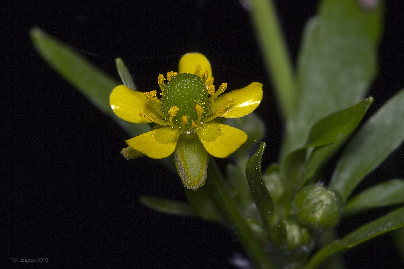 Изображение особи Ranunculus sceleratus.