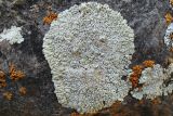 Lecanora muralis