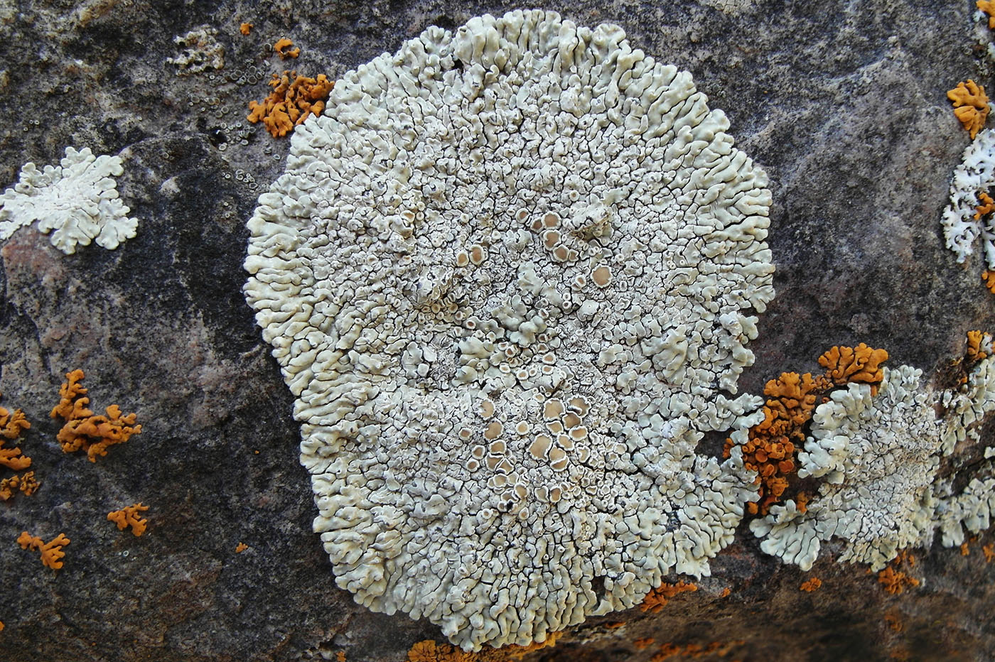 Image of Lecanora muralis specimen.