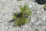 Pinus sylvestris ssp. hamata