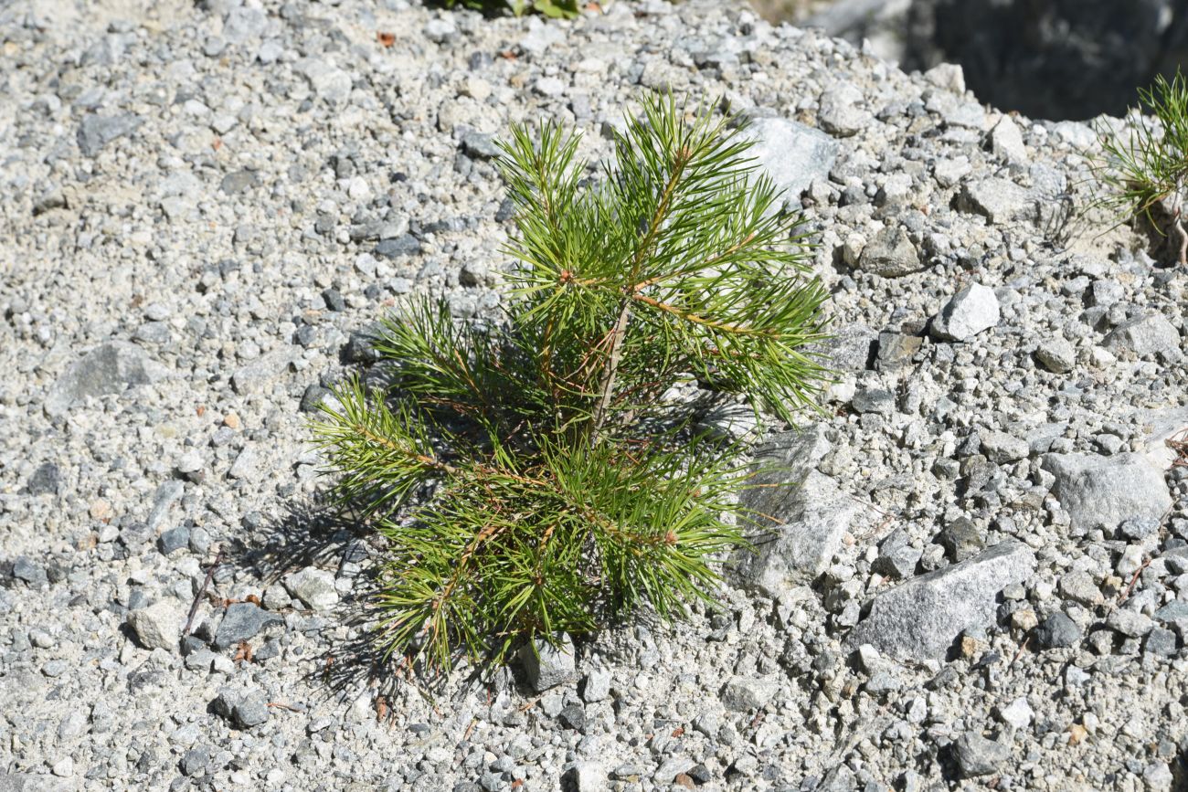 Изображение особи Pinus sylvestris ssp. hamata.