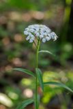 Achillea biserrata