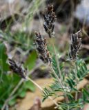 Oxytropis pilosa