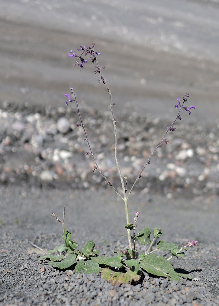 Изображение особи Salvia beckeri.