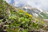 Trollius ranunculinus