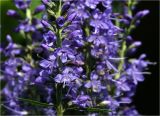 Veronica longifolia. Часть соцветия с цветками и бутонами. Московская обл., Раменский р-н, окр. дер. Хрипань, садовый участок. 10.07.2023.