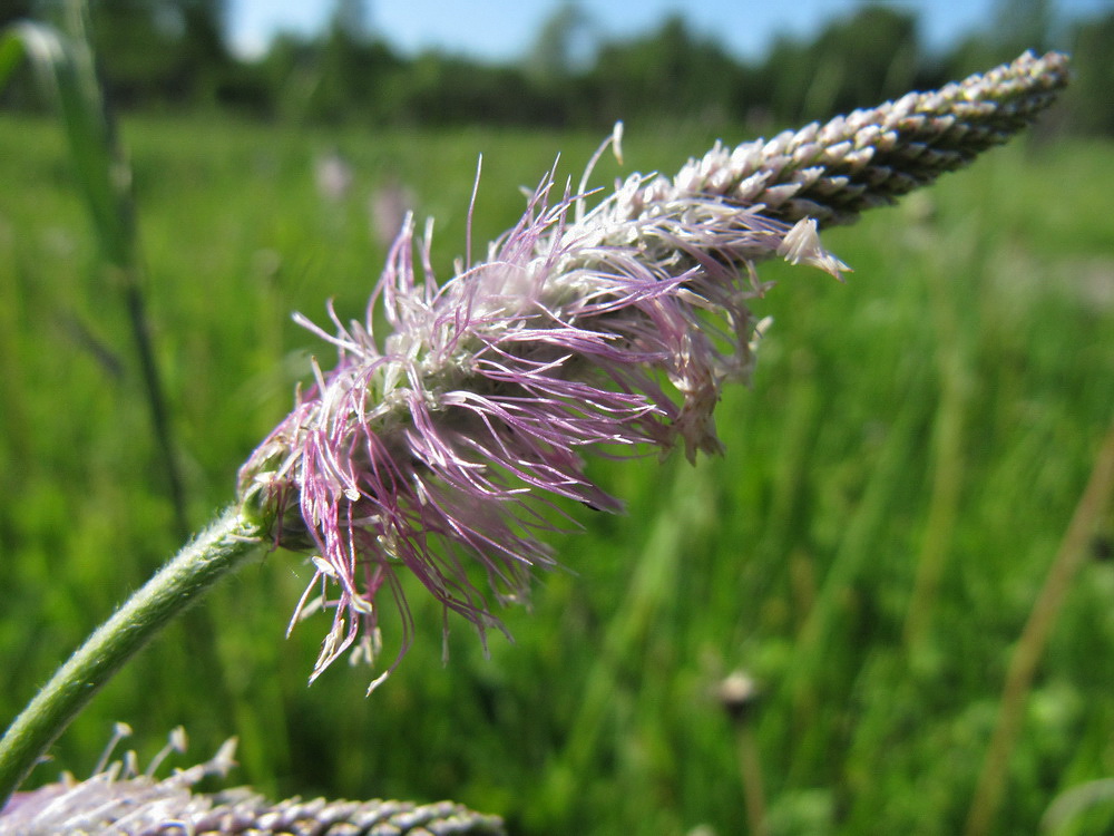 Изображение особи Plantago media.