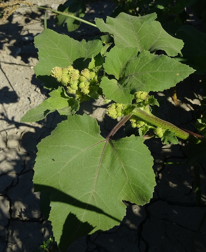 Image of Xanthium orientale specimen.