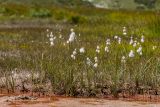 Eriophorum angustifolium. Плодоносящие растения. Кабардино-Балкария, Эльбрусский р-н, оз. Донгуз-Орун, ≈ 2500 м н.у.м., берег ручья. 23.08.2023.